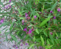 vernonia altissima 8-10.jpg
